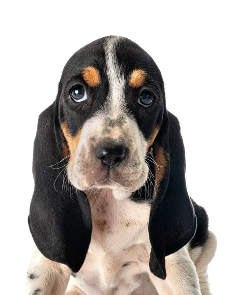 Chiot Bernese Schweizer Laufhund Devant Fond Blanc — Photo