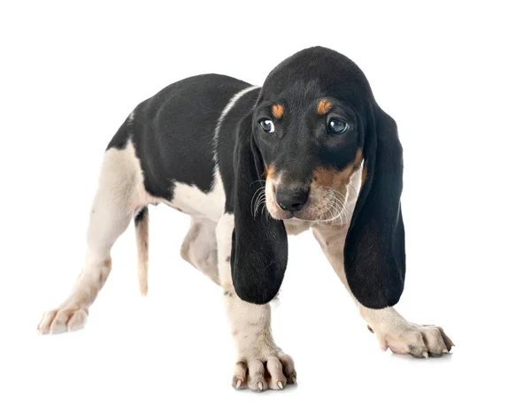 Puppy Bernese Schweizer Laufhund Front White Background — Stock Photo, Image