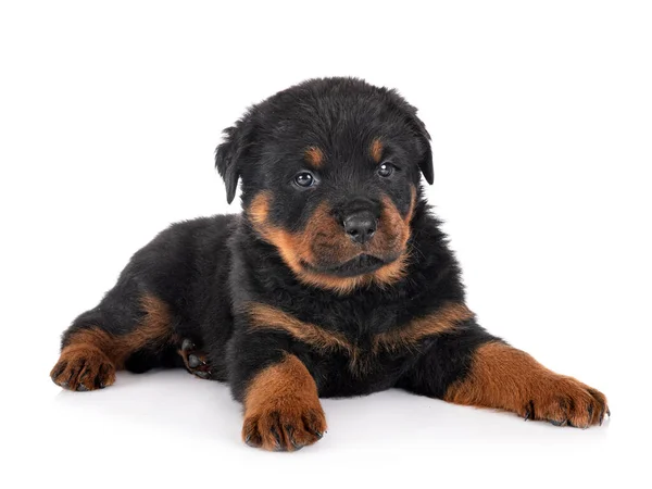 Cachorro Rottweiler Frente Fundo Branco — Fotografia de Stock