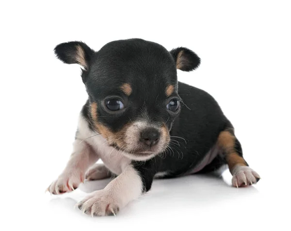 Kleine Chihuahua Voor Witte Achtergrond — Stockfoto