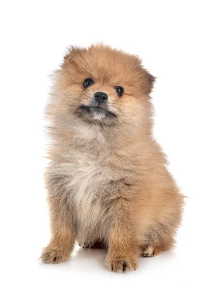 Joven Pomerania Delante Fondo Blanco — Foto de Stock