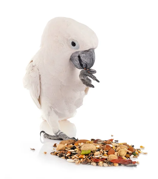 White Cockatoo Front White Background — Stock Photo, Image