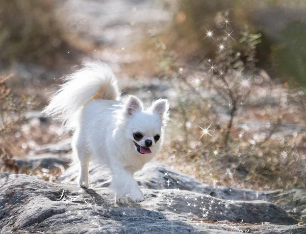 Trochę Chihuahua Pozowanie Przyrodzie Lecie — Zdjęcie stockowe