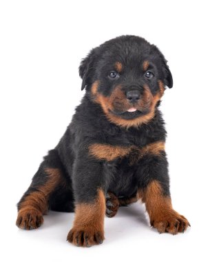 Beyaz arkaplan önünde köpek yavrusu rottweiler