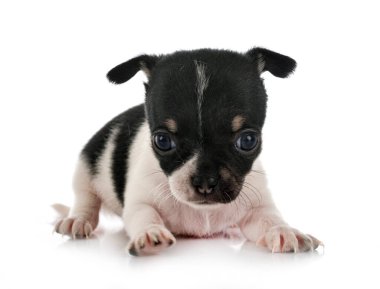 Beyaz arka planda küçük bir chihuahua