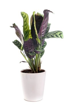Beyaz arkaplan önünde Calathea bitkisi