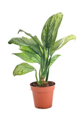 Aglaonema plant in front of white background clipart