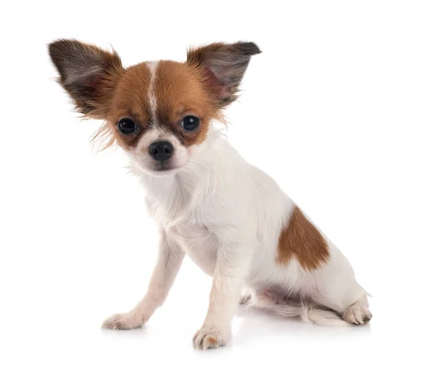 Kleiner Chihuahua Vor Weißem Hintergrund — Stockfoto