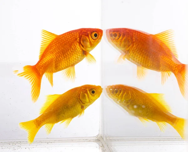 白い背景の前にある赤い金魚 — ストック写真