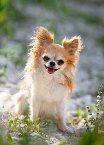 Trochę Chihuahua Pozowanie Przyrodzie Lecie — Zdjęcie stockowe