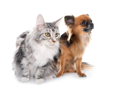 Uzun saçlı chihuahua ve maine rakunu beyaz arka planda