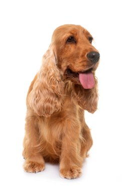 Beyaz arkaplan önünde cocker spaniel