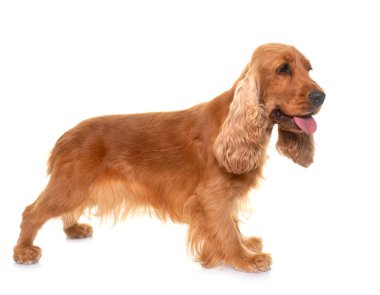 Beyaz arkaplan önünde cocker spaniel
