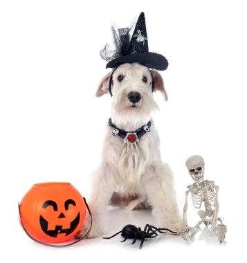 beyaz arkaplan önünde beyaz minyatür schnauzer