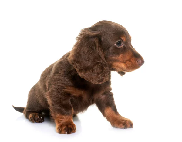 Longo Dachshund Cabelo Frente Fundo Branco — Fotografia de Stock