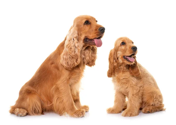 Twee Cocker Spaniel Voor Witte Achtergrond — Stockfoto