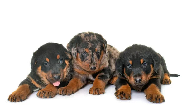Beauceron Puppies Front White Background — Stock Photo, Image