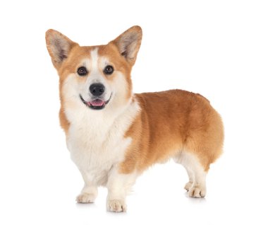 Beyaz arkaplan önünde Pembroke Galsh Corgi