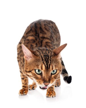 Birman Cat beyaz arkaplanının önünde