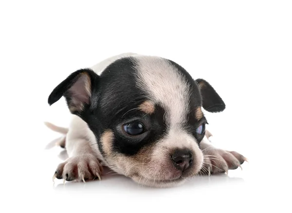 Kleine Chihuahua Voor Witte Achtergrond — Stockfoto