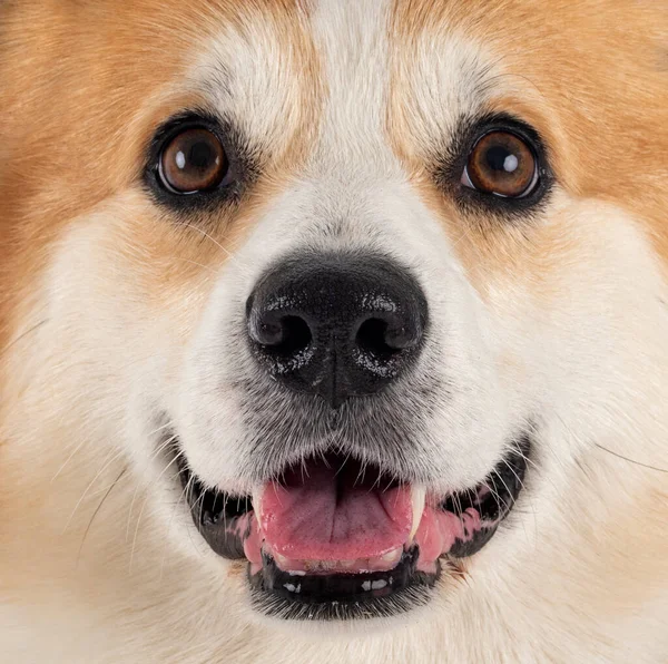 Pembroke Welsh Corgi Devant Fond Blanc — Photo