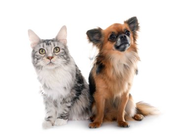 Uzun saçlı chihuahua ve maine rakunu beyaz arka planda