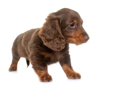 Beyaz arkaplan önünde uzun saçlı dachshund