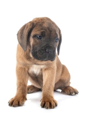 Beyaz arka planda köpek yavrusu İtalyan mastifi.