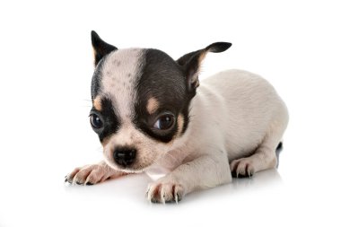 Beyaz arka planda küçük bir chihuahua