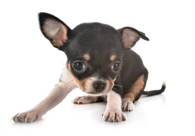 Beyaz arka planda küçük bir chihuahua