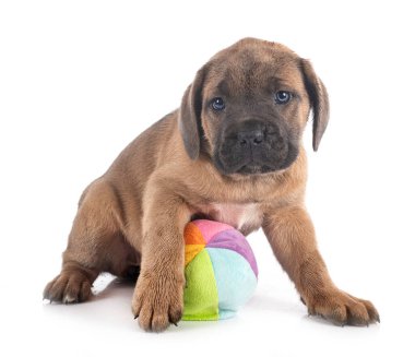 Beyaz arka planda köpek yavrusu İtalyan mastifi.