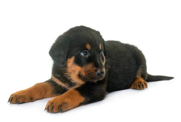 Beauceron Filhote Cachorro Frente Fundo Branco — Fotografia de Stock