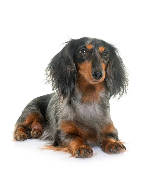 Lange Haare Dackel Vor Weißem Hintergrund — Stockfoto