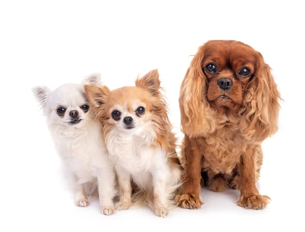 Cavalier King Charles Chihuahuas Front White Background — Stock Photo, Image