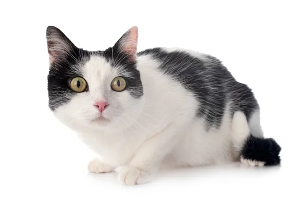 Stray Cat Front White Background — Stock Photo, Image