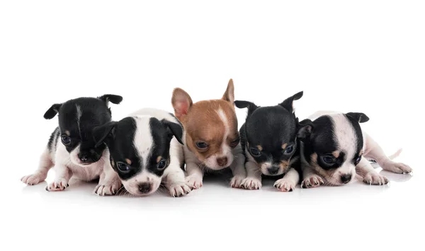 Pequeno Chihuahuas Frente Fundo Branco — Fotografia de Stock