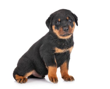 Beyaz arkaplan önünde köpek yavrusu rottweiler