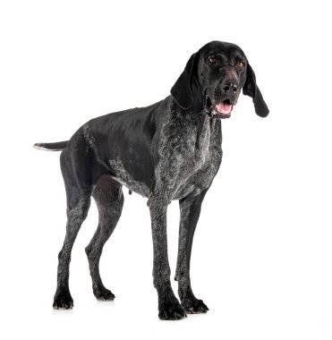 Beyaz arkaplan önünde Alman Kısa Filozofu