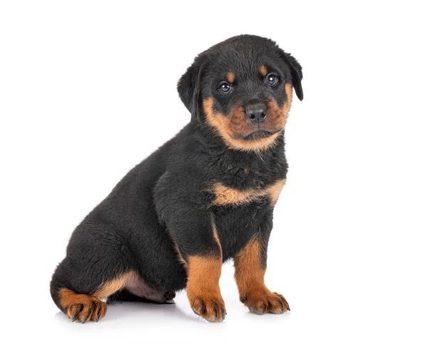 Cachorro Rottweiler Frente Fundo Branco — Fotografia de Stock