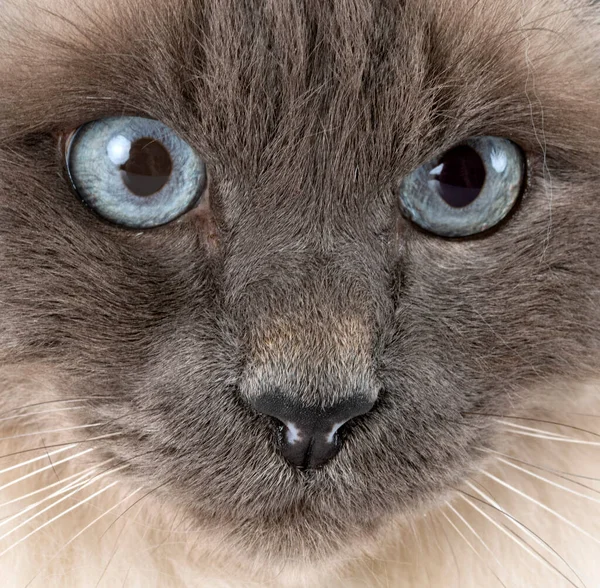 Birman Cat Перед Белым Фоном — стоковое фото