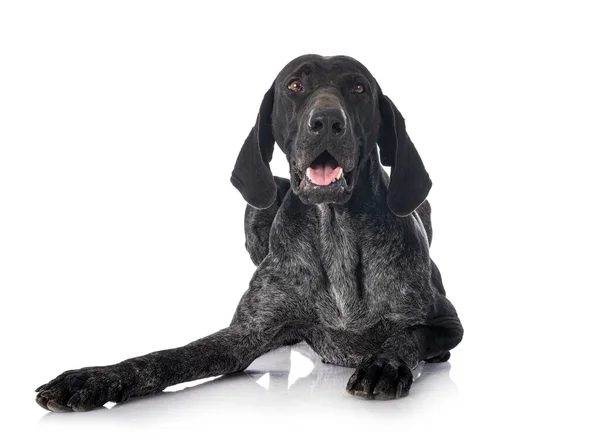 German Shorthaired Pointer Front White Background — Stock Photo, Image