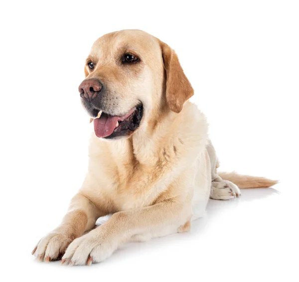 Labrador Retriever Front White Background — Stock Photo, Image