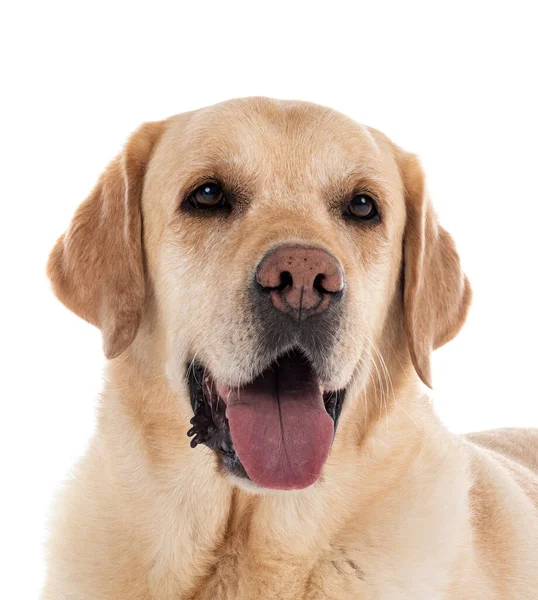 Labrador Retriever Frente Fundo Branco — Fotografia de Stock