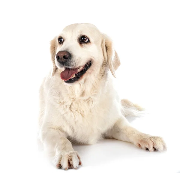 Golden Retriever Front White Background — Stock Photo, Image