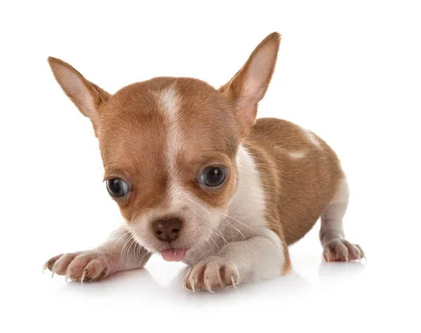 Piccolo Chihuahua Davanti Sfondo Bianco — Foto Stock