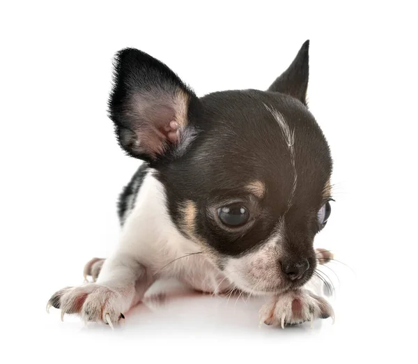 Little Chihuahua Front White Background — Stock Photo, Image