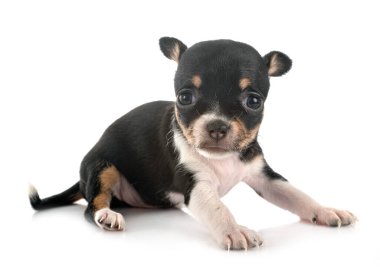 Beyaz arka planda küçük bir chihuahua