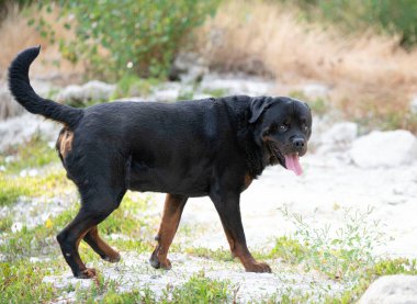 Safkan Rottweiler yazın doğada poz veriyor.