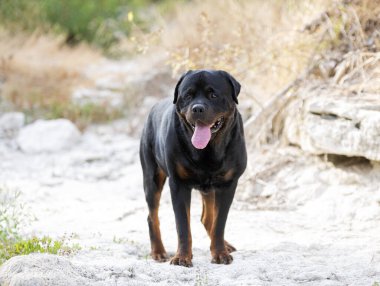 Safkan Rottweiler yazın doğada poz veriyor.