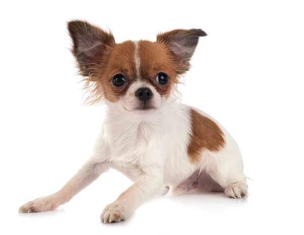 Kleine Chihuahua Voor Witte Achtergrond — Stockfoto